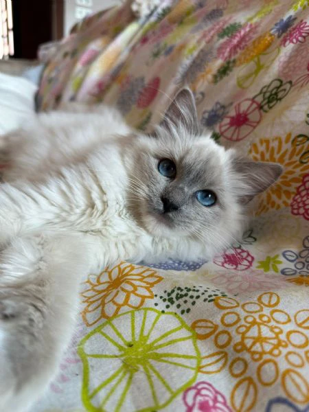 cuccioli ragdoll disponibili | Foto 1