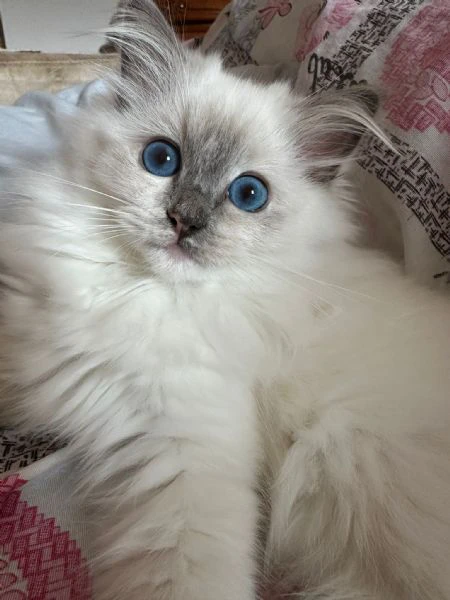 cuccioli ragdoll disponibili | Foto 0