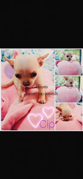 chihuahua teacup | Foto 1