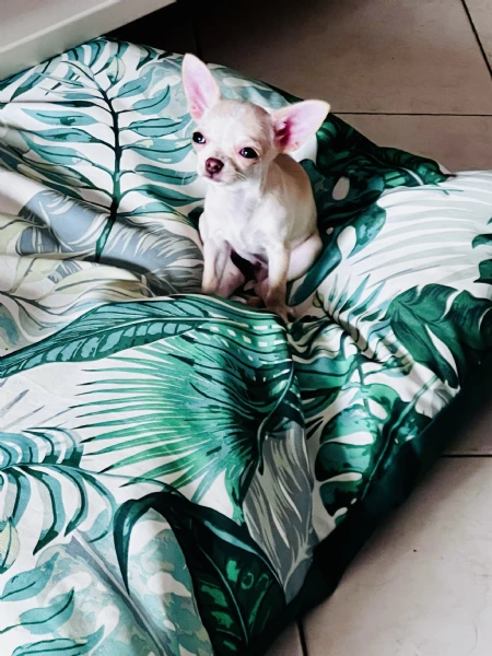 chihuahua teacup | Foto 0