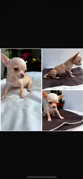 chihuahua teacup