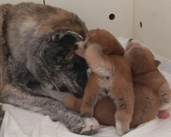 cuccioli akita alta genealogia con pedigree. | Foto 6