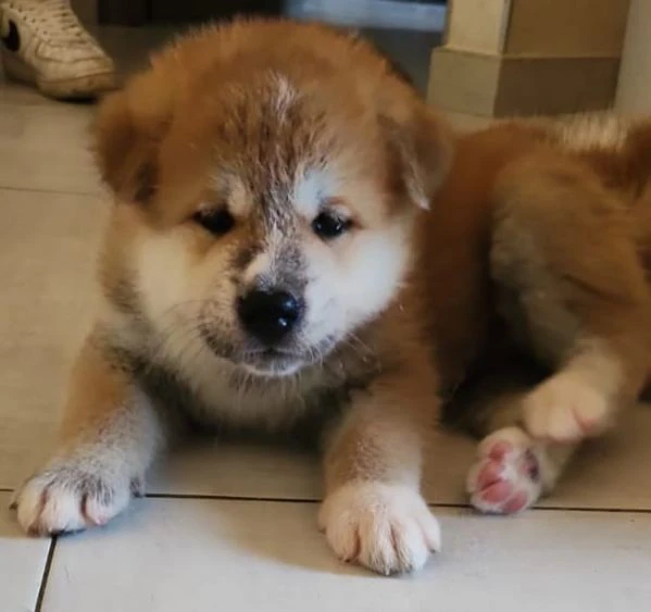 cuccioli akita alta genealogia con pedigree.