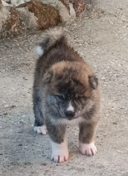 cuccioli akita alta genealogia con pedigree. | Foto 4