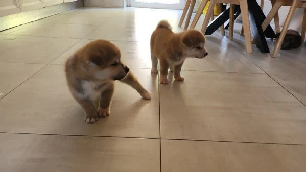 cuccioli akita alta genealogia con pedigree. | Foto 3