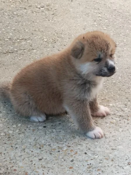 cuccioli akita alta genealogia con pedigree. | Foto 2