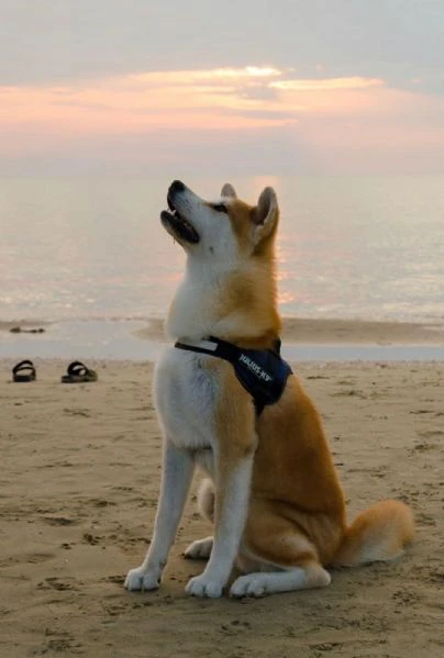 cuccioli akita alta genealogia con pedigree. | Foto 1