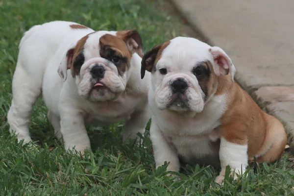 cuccioli bulldog inglese con pedigree.