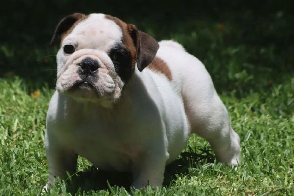 cuccioli bulldog inglese con pedigree. | Foto 3