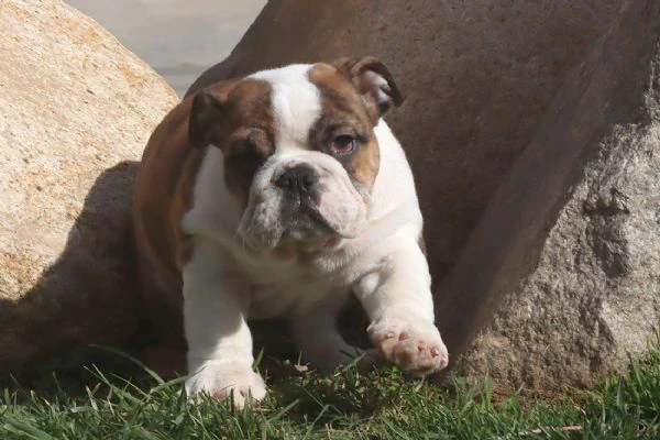 cuccioli bulldog inglese con pedigree. | Foto 2