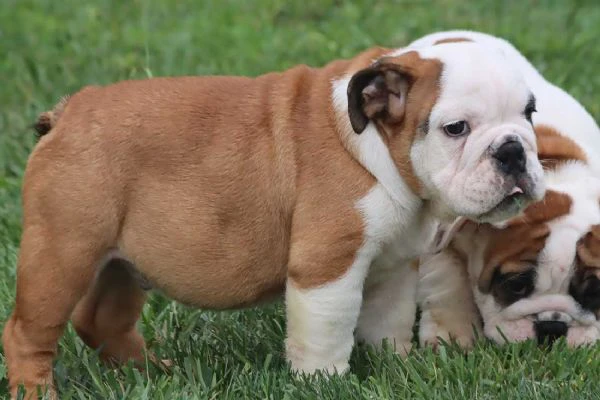 cuccioli bulldog inglese con pedigree. | Foto 1