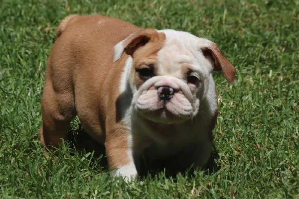 cuccioli bulldog inglese con pedigree. | Foto 0