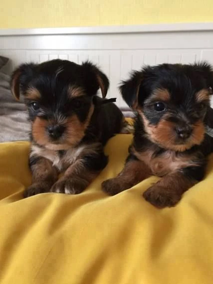 disponibili cuccioli di yorkshire terrier carini