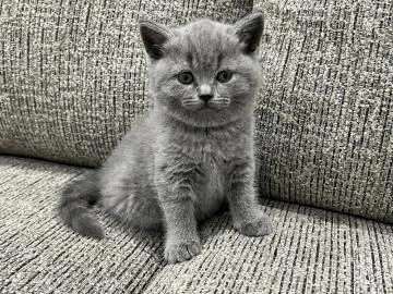 british shorthair un maschio e due femmine,