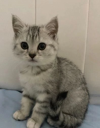 gattini british shorthair con pedigree