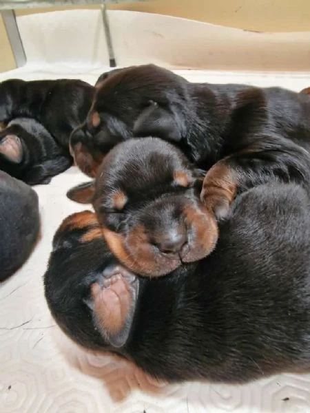 cuccioli dobermann