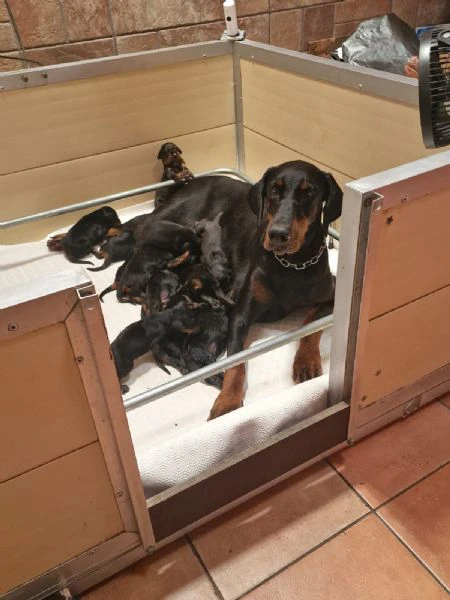 cuccioli dobermann | Foto 1