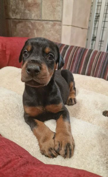 cuccioli dobermann | Foto 0