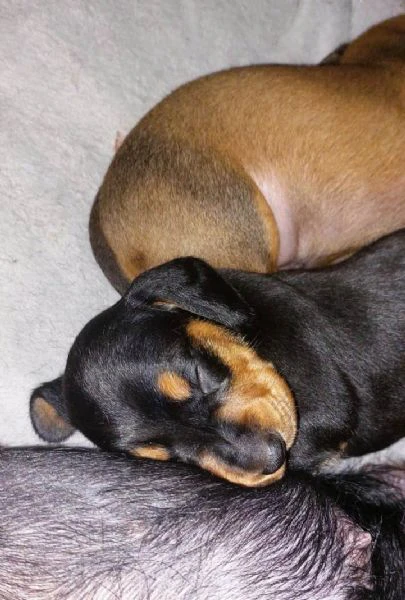 cuccioli bassotto nano pelo corto nero focato e fulvo