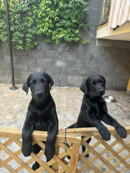 cuccioli labrador neri maschi | Foto 0