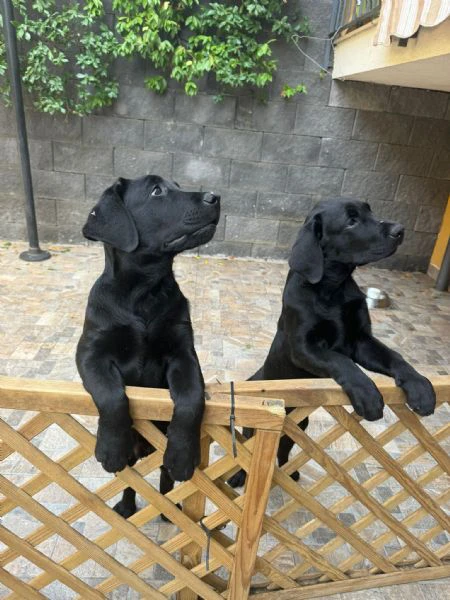 cuccioli labrador neri maschi