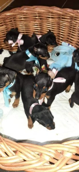 pinscher nani cuccioli 