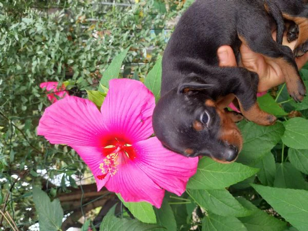 pinscher nani cuccioli  | Foto 2