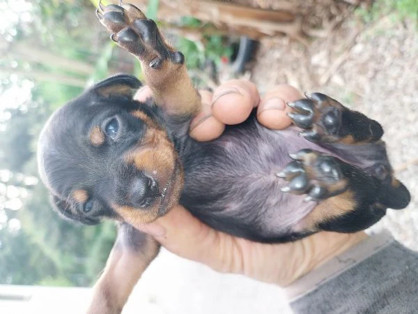 pinscher nani cuccioli  | Foto 1