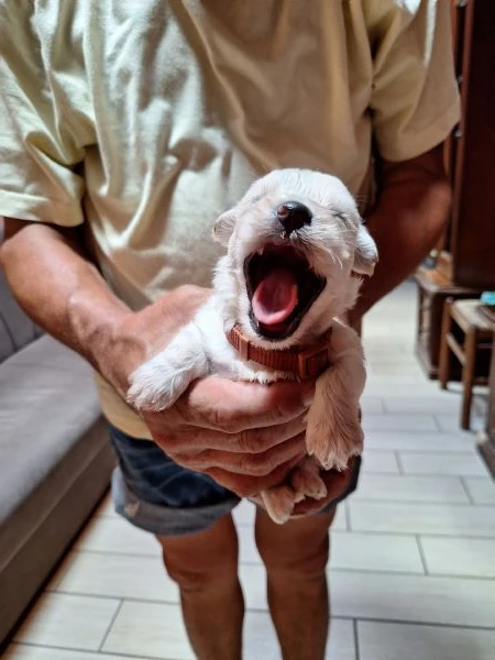 maltesi cuccioli con pedigree enci