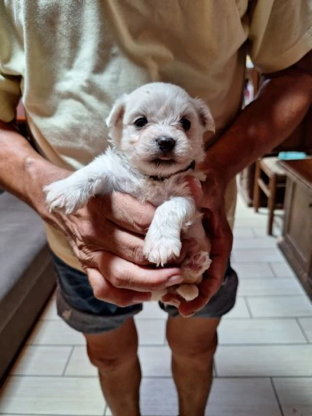 maltesi cuccioli con pedigree enci | Foto 0