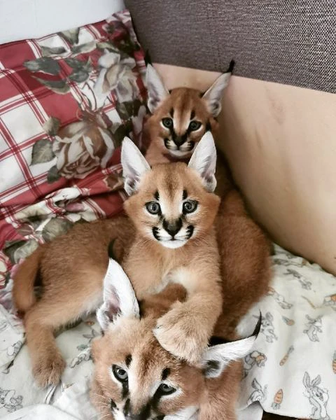 disponibili cuccioli caracal e caracat | Foto 3