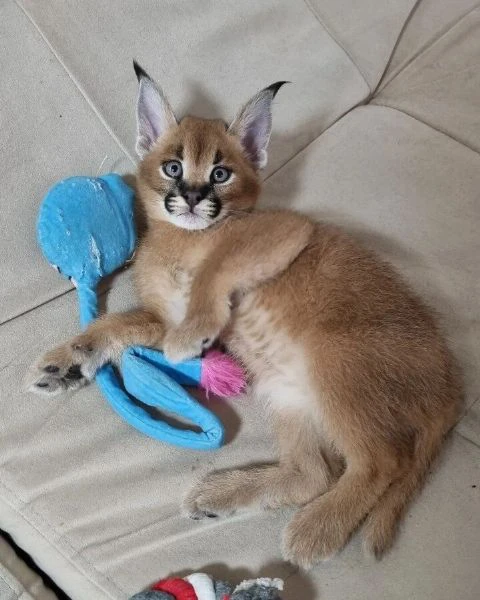 disponibili cuccioli caracal e caracat | Foto 1