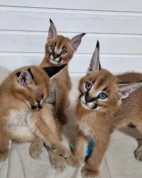 disponibili cuccioli caracal e caracat