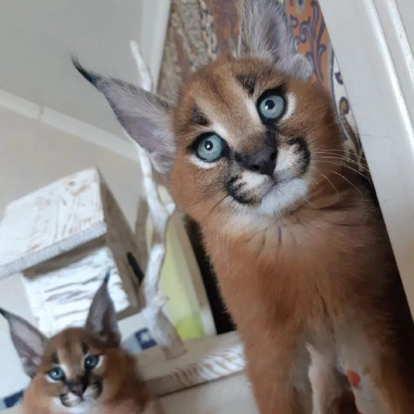 disponibili cuccioli caracal e caracat | Foto 0