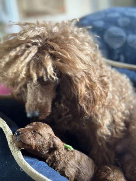 cuccioli barboncino toy/nano fulvi cercano casa | Foto 4