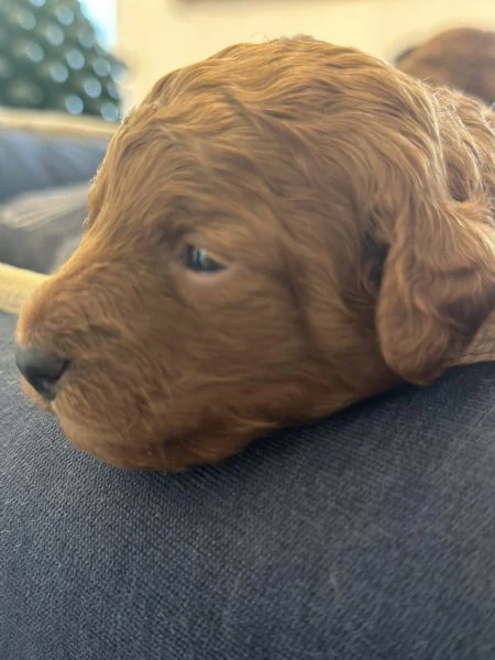 cuccioli barboncino toy/nano fulvi cercano casa | Foto 3