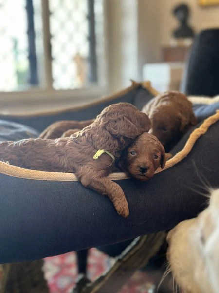 cuccioli barboncino toy/nano fulvi cercano casa | Foto 0