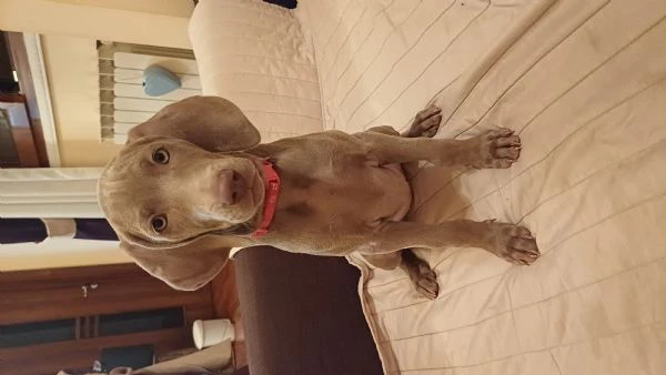 ultimi bellissimi cuccioli di weimaraner  | Foto 3