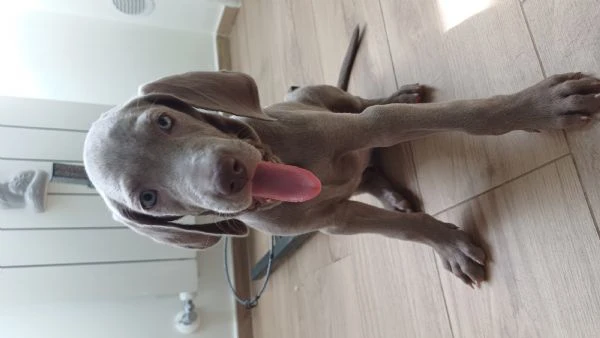 ultimi bellissimi cuccioli di weimaraner  | Foto 2