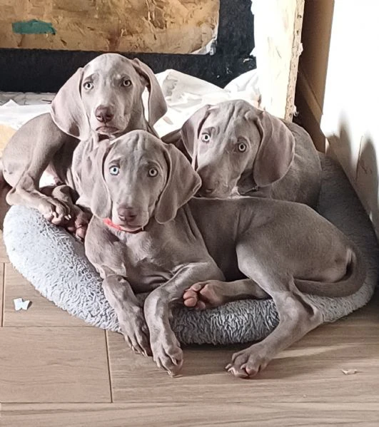 ultimi bellissimi cuccioli di weimaraner  | Foto 1