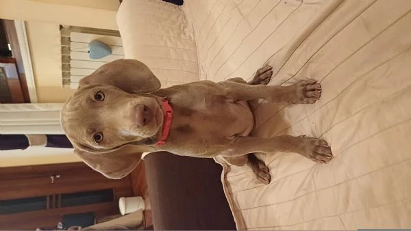 ultimi bellissimi cuccioli di weimaraner  | Foto 0