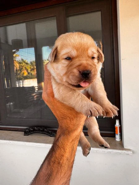 cuccioli di labrador 