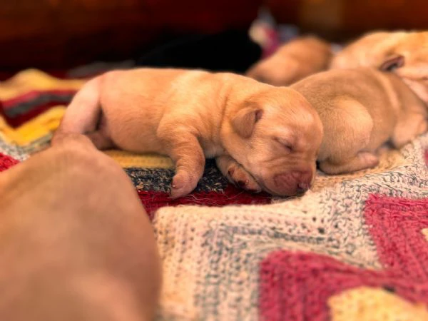 cuccioli di labrador 