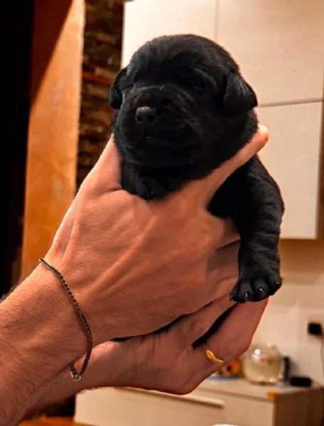 cuccioli di labrador  | Foto 3