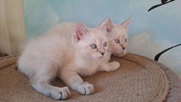 2 gattini siamesi tradizionali / thai disponibili | Foto 1