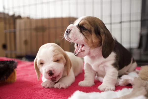 due cuccioli di beagle