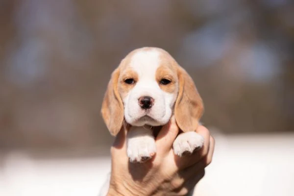 due cuccioli di beagle | Foto 0