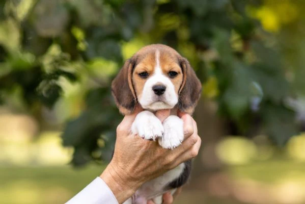 cuccioli di beagle  | Foto 0