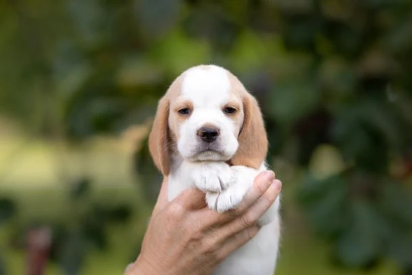 cuccioli di beagle 