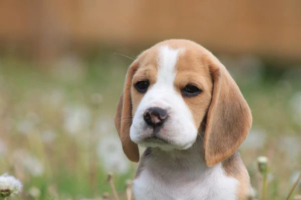 dolci cuccioli di beagle maschi e femmine | Foto 0